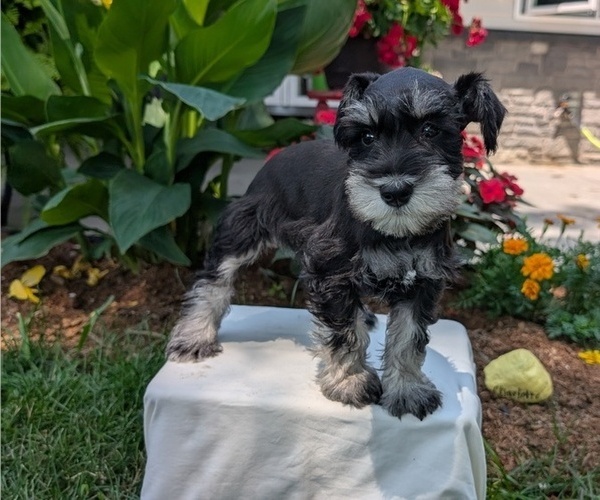 Medium Photo #29 Schnauzer (Miniature) Puppy For Sale in GOSHEN, IN, USA