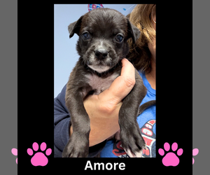 Mutt Dogs for adoption in GILBERTS, IL, USA