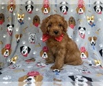 Small #5 Cavapoo (Miniature)