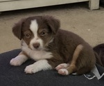Puppy Chocolate Chip Miniature Australian Shepherd