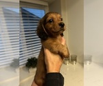 Small #8 Dachshund