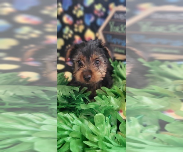 Medium Photo #7 Yorkshire Terrier Puppy For Sale in AKRON, OH, USA