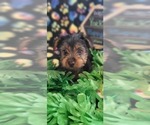 Small Photo #7 Yorkshire Terrier Puppy For Sale in AKRON, OH, USA