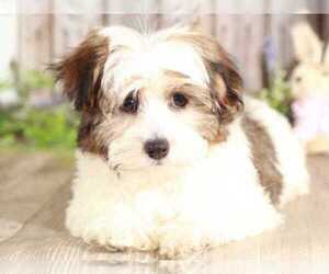 Havanese Puppy for sale in MOUNT VERNON, OH, USA
