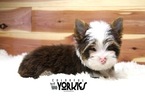 Small Photo #15 Yorkshire Terrier Puppy For Sale in KELLER, TX, USA