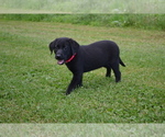 Small Photo #27 Labrador Retriever Puppy For Sale in GREENWOOD, WI, USA