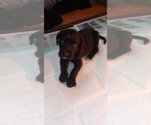 Boxador-Labrador Retriever Mix Puppy for sale in GRASONVILLE, MD, USA