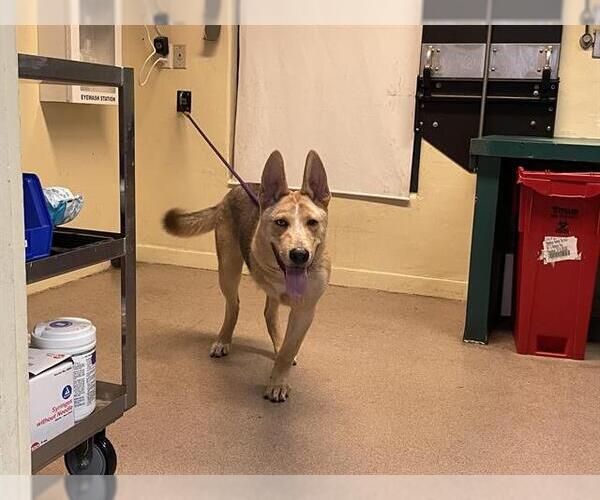 Medium Photo #1 German Shepherd Dog-Siberian Husky Mix Puppy For Sale in Pasadena, CA, USA