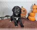 Small #4 Golden Mountain Dog