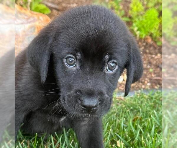 Medium Photo #4 Labrador Retriever-Unknown Mix Puppy For Sale in San Diego, CA, USA
