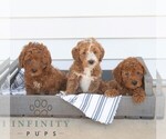 Small #2 Goldendoodle (Miniature)