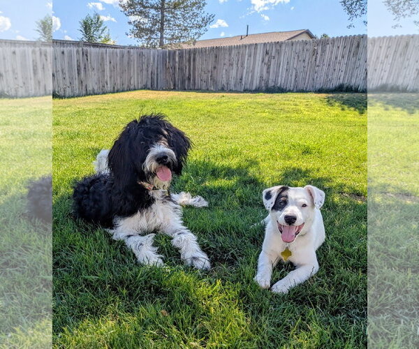 Medium Photo #11 Poodle (Standard)-Unknown Mix Puppy For Sale in Sandy, UT, USA