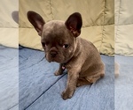 Small #6 French Bulldog