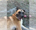 Small #4 German Shepherd Dog Mix