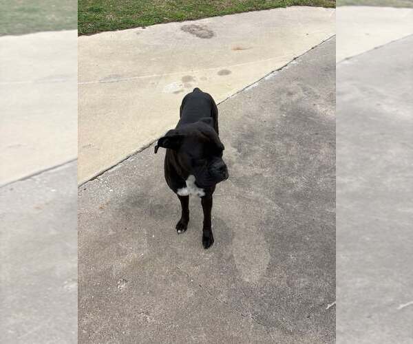 Medium Photo #5 Boxer Puppy For Sale in  Katy, TX, USA