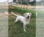 Small Photo #3 Mutt Puppy For Sale in Evansville, IN, USA