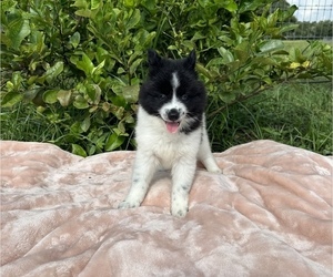 Pomsky Puppy for sale in WEBSTER, FL, USA