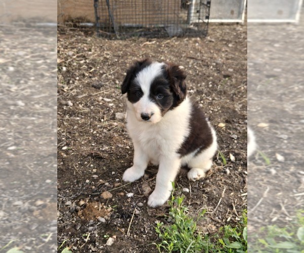 Medium Photo #1 Border Collie Puppy For Sale in LEBANON, MO, USA