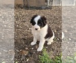 Puppy Puppy 4 Joe Border Collie