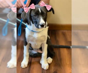 Borador Dogs for adoption in Mt. Laurel, NJ, USA