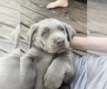 Small Photo #5 Labrador Retriever Puppy For Sale in KNOXVILLE, GA, USA