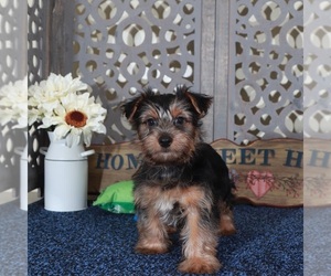Yorkshire Terrier Puppy for sale in MOUNT VERNON, OH, USA