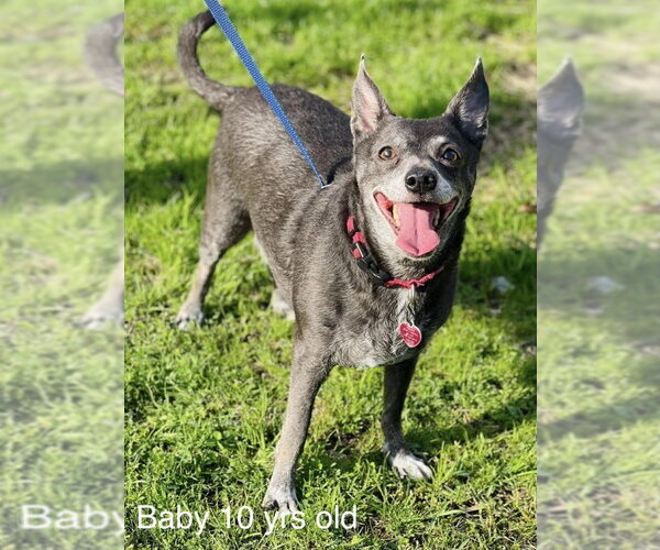 Medium Photo #2 Chihuahua-Unknown Mix Puppy For Sale in East Derry, NH, USA