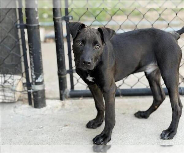 Medium Photo #1 Mutt Puppy For Sale in Tulsa, OK, USA