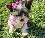 Small Photo #3 Biewer Yorkie Puppy For Sale in SARASOTA, FL, USA