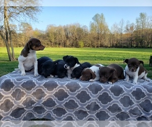 Jack Chi-Rat Terrier Mix Puppy for sale in COTTAGE GROVE, TN, USA