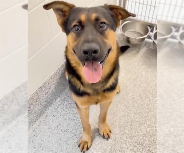 Medium Photo #3 German Shepherd Dog-Unknown Mix Puppy For Sale in Houston, TX, USA