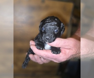 Poodle (Toy) Puppy for sale in DYERSBURG, TN, USA