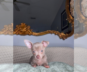 Chihuahua Puppy for sale in CHARLOTTE, NC, USA