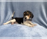 Small #4 Beagle