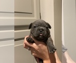 Small Photo #6 French Bulldog Puppy For Sale in CHARLESTON, IL, USA