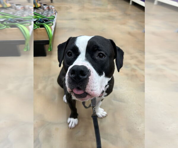 Medium Photo #10 Mutt Puppy For Sale in Alexandria, VA, USA