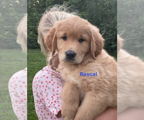 Medium Photo #6 Golden Retriever Puppy For Sale in BURNS, KS, USA