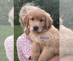 Small #5 Golden Retriever