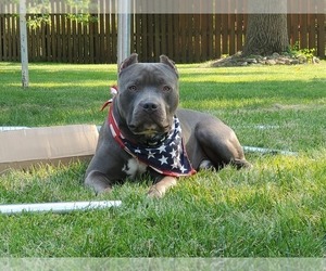 Father of the American Bully puppies born on 03/04/2026