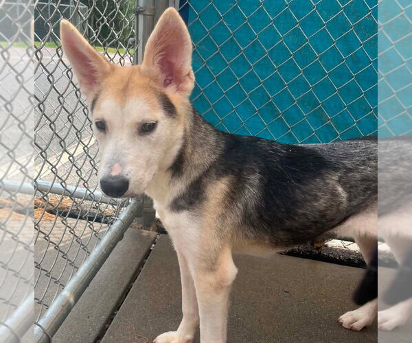 Medium Photo #4 Mutt Puppy For Sale in Elmsford, NY, USA