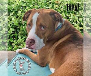 Topaz - Male American Bulldog Dog for Adoption - Photo #4