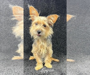 Mutt Dogs for adoption in Grafton, WI, USA