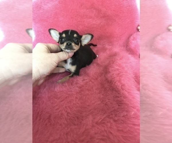 Medium Photo #3 Chihuahua Puppy For Sale in TRACY, CA, USA