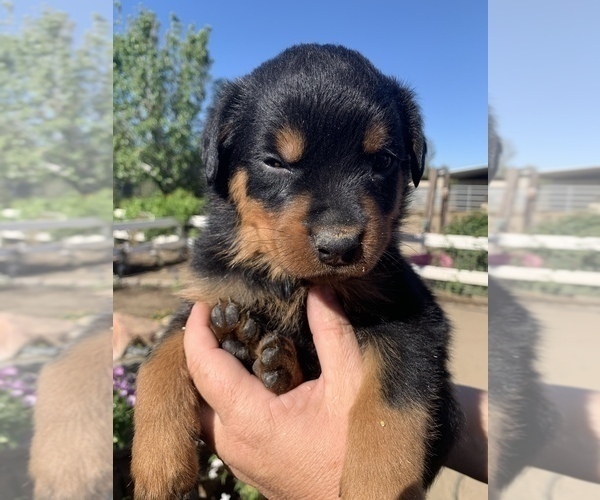 Medium Photo #4 Rottweiler Puppy For Sale in OAK GLEN, CA, USA