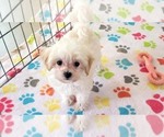 Small #3 Maltipoo (Toy)