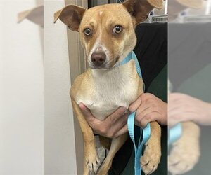 Mutt Dogs for adoption in Hanford, CA, USA