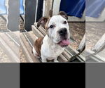 Small #1 American Bulldog Mix