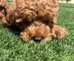 Small #2 Cavapoo