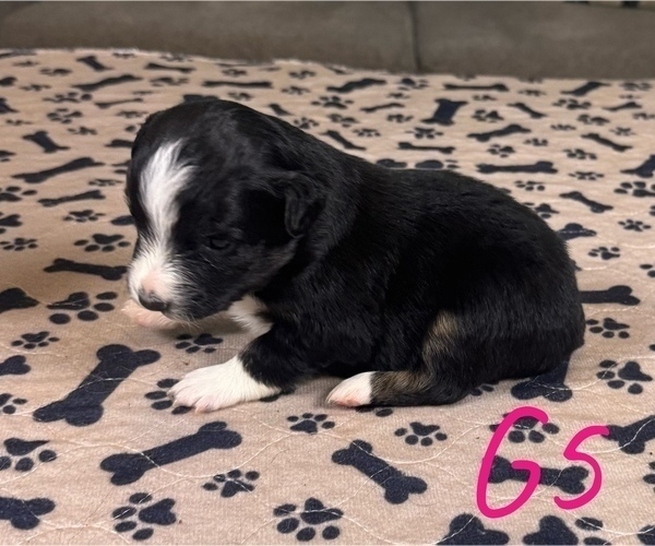 Medium Photo #46 Australian Shepherd Puppy For Sale in SALISBURY, NC, USA