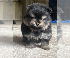 Pomeranian Puppy for sale in LEHIGH ACRES, FL, USA